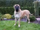ANGLICK� MASTIFF